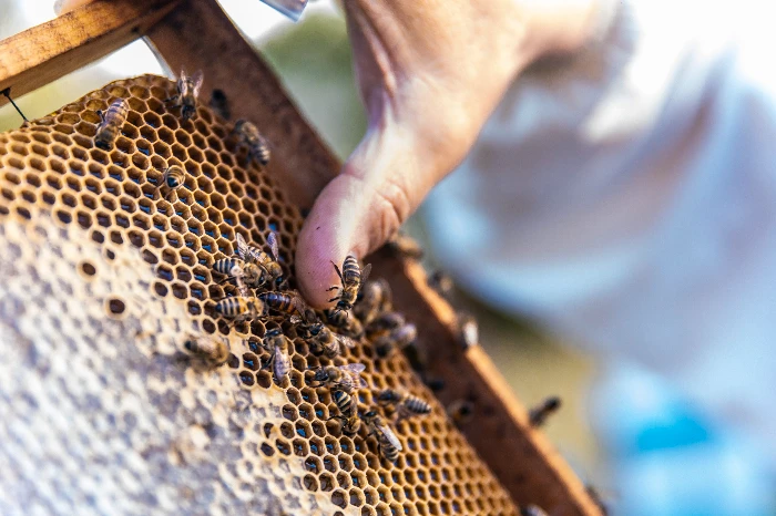 Young hotels experience beekeeping
