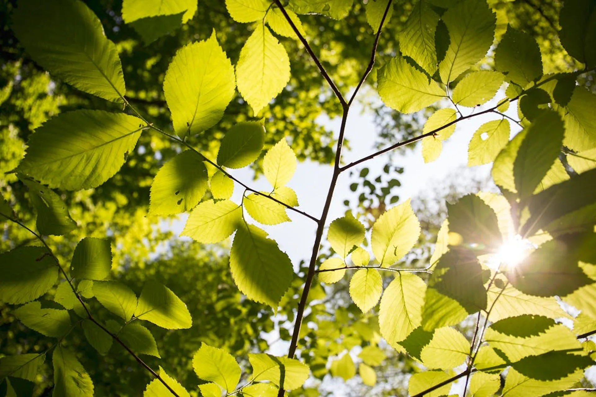 Young hotels sustainabilty slider image